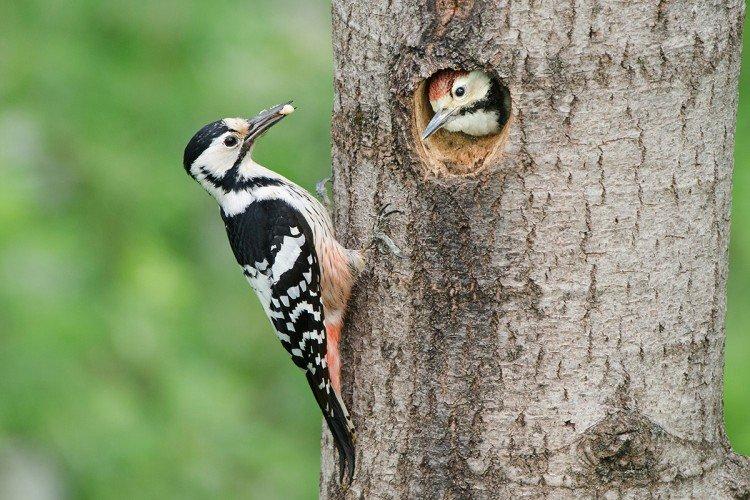 Сколько живут дятлы