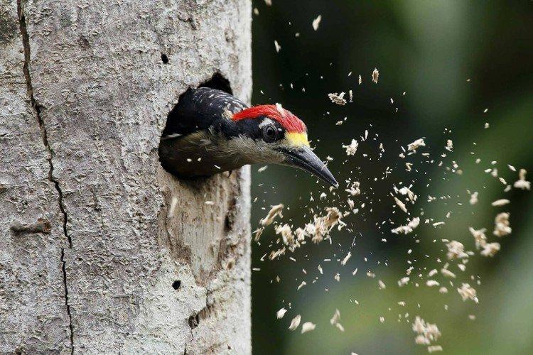 Дятел – фото птицы