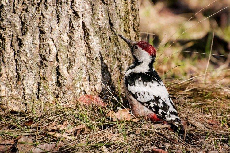 Дятел – фото птицы