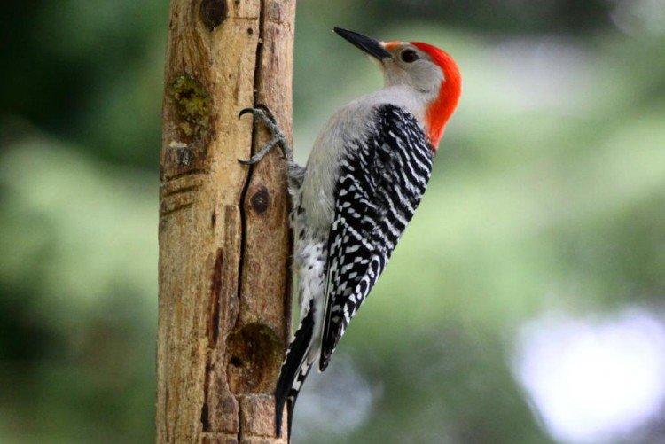 Дятел – фото птицы