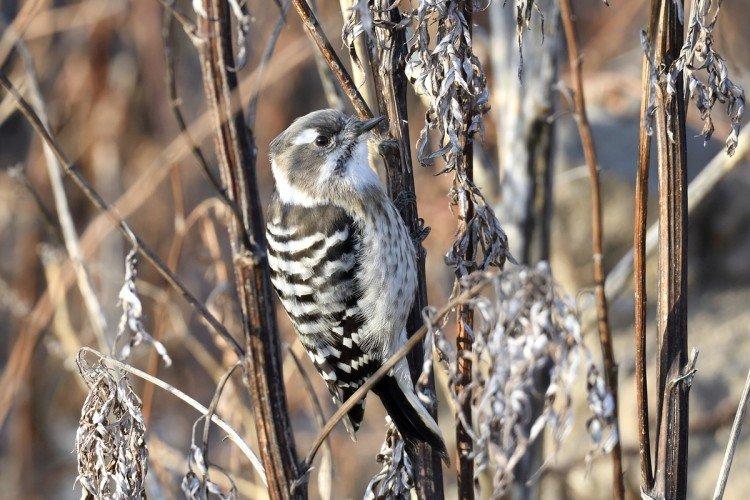 Дятел – фото птицы