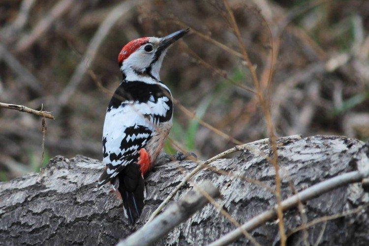 Дятел – фото птицы