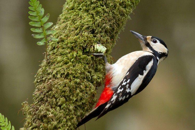 Дятел – фото птицы