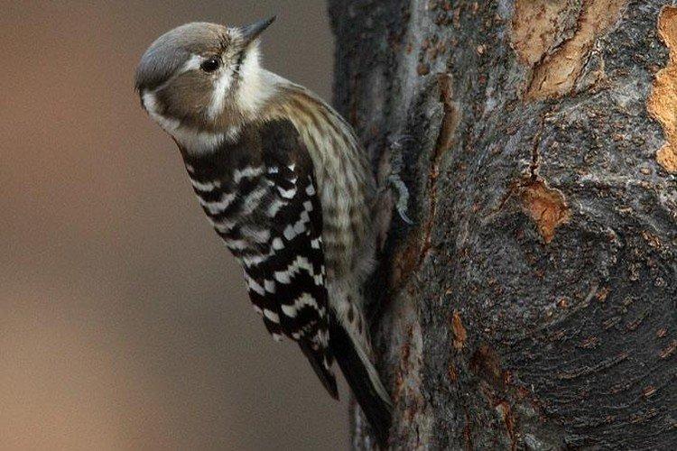 Дятел – фото птицы