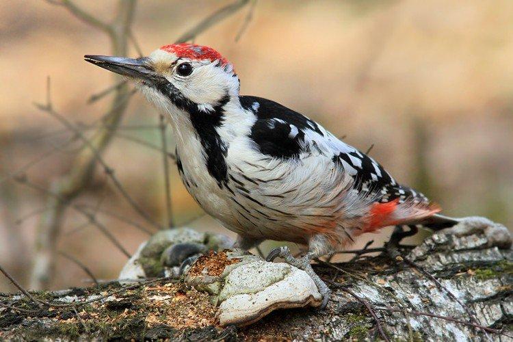 Дятел – фото птицы