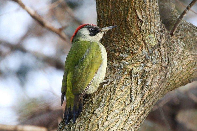 Дятел – фото птицы