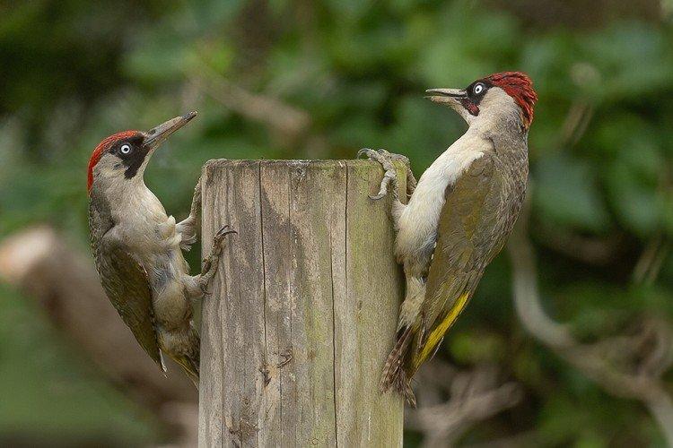 Дятел – фото птицы