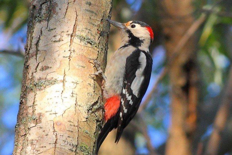 Обыкновенный дятел