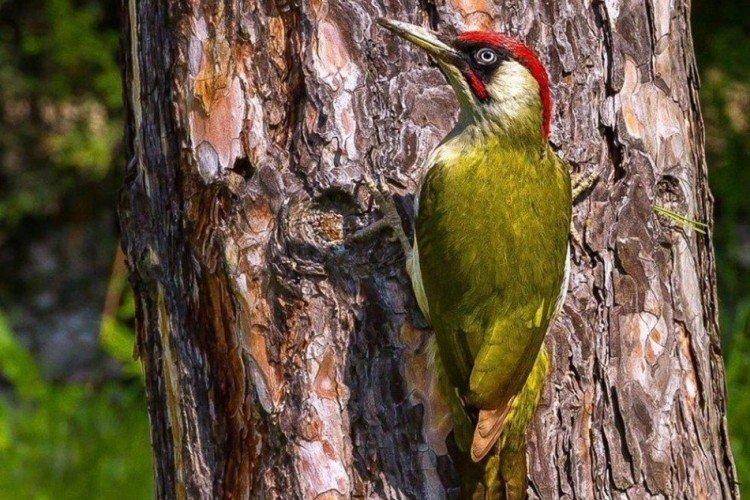 Дятел – фото птицы