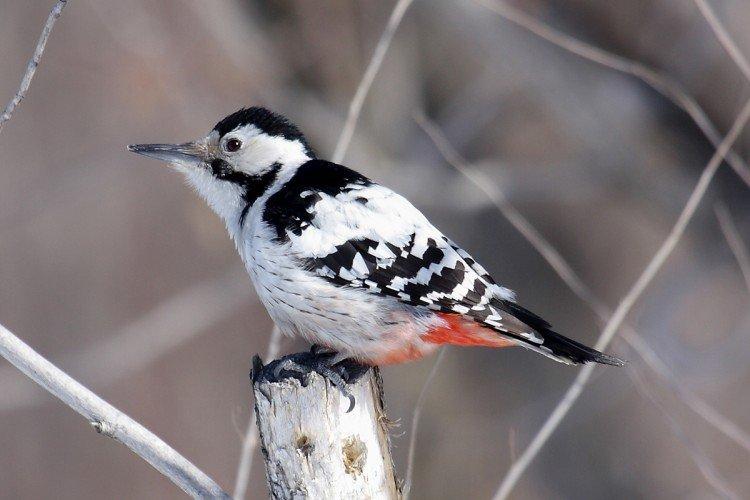 Белоспинный дятел