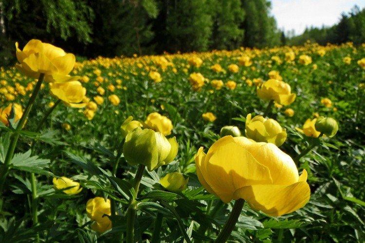 Удобрения и подкормка