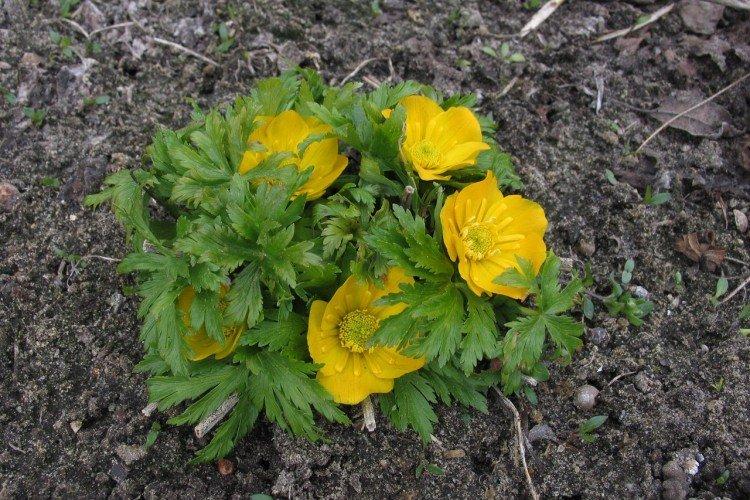 Посадка и размножение купальницы