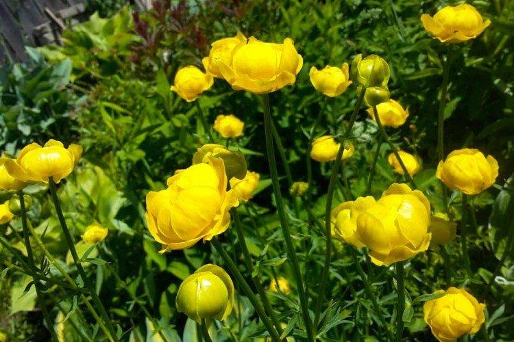 Борьба с вредителями и болезнями