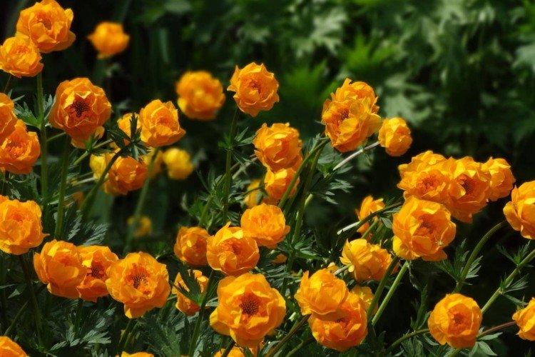 Купальница – фото