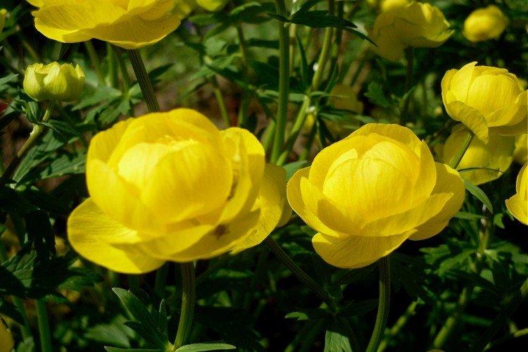 Европейская купальница