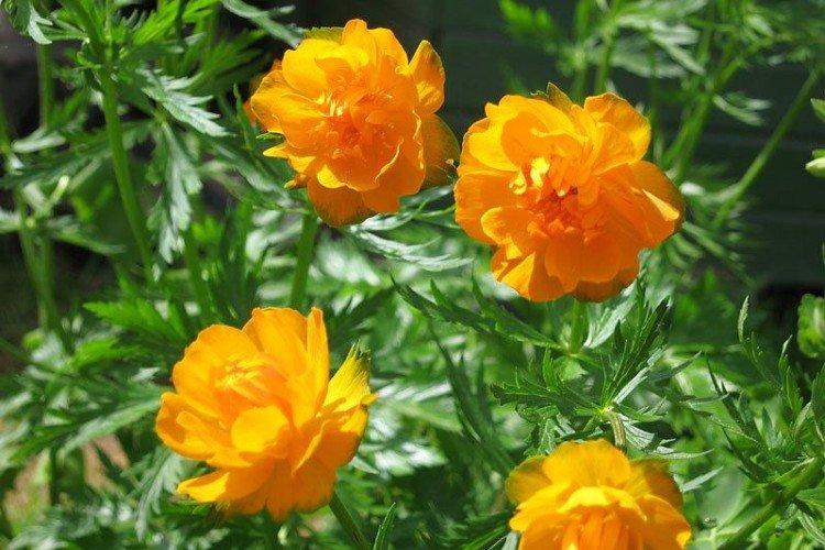 Купальница – фото