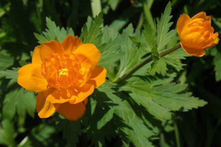 Купальница – фото