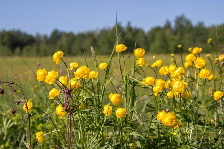 Купальница – фото