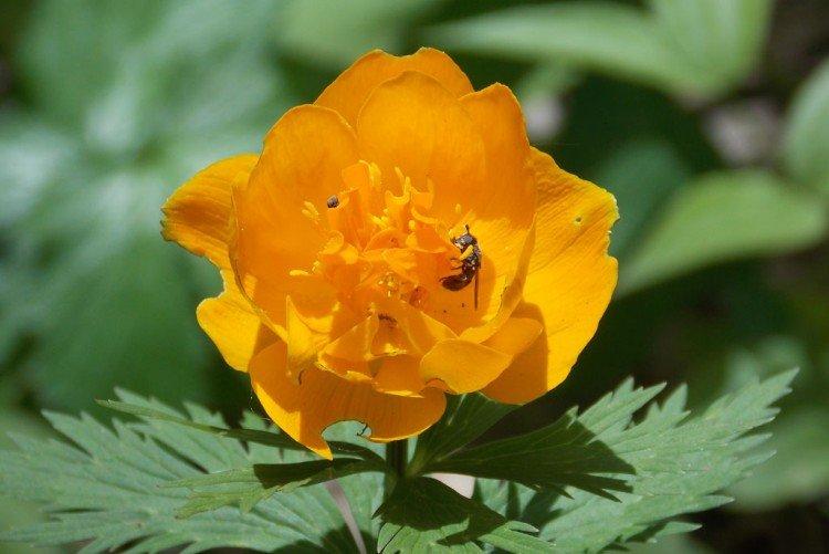 Купальница – фото