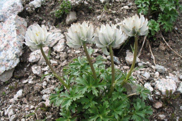 Купальница – фото