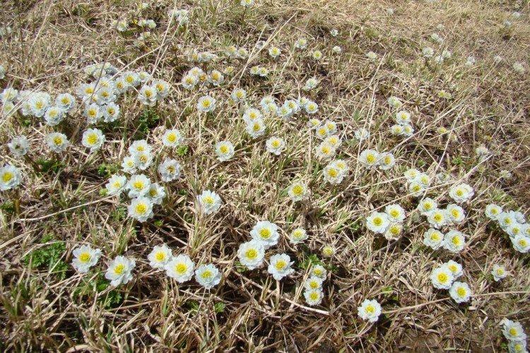 Купальница – фото