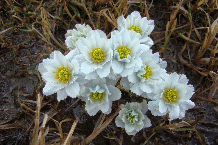 Купальница – фото