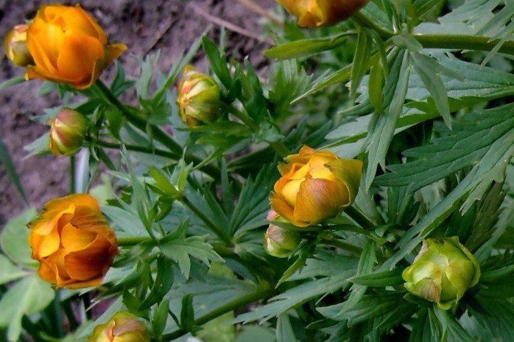 Купальница – фото