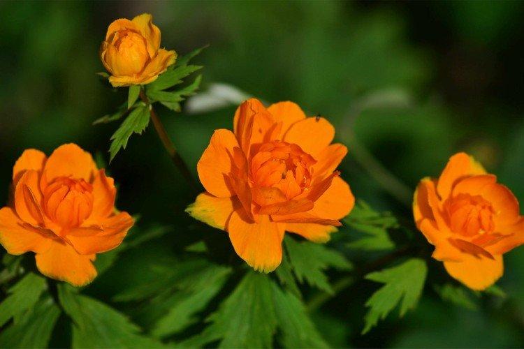 Купальница – фото