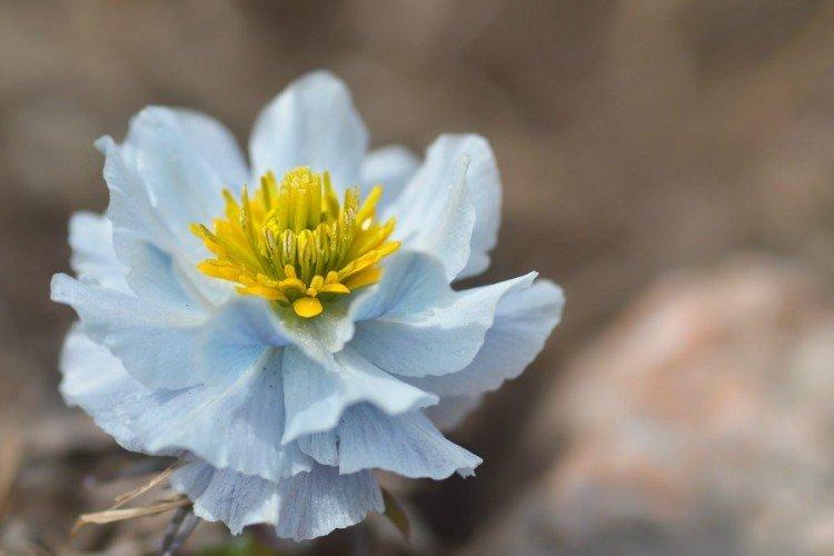 Купальница – фото