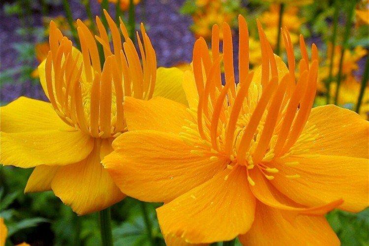 Купальница – фото