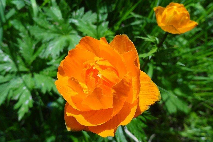 Купальница – фото