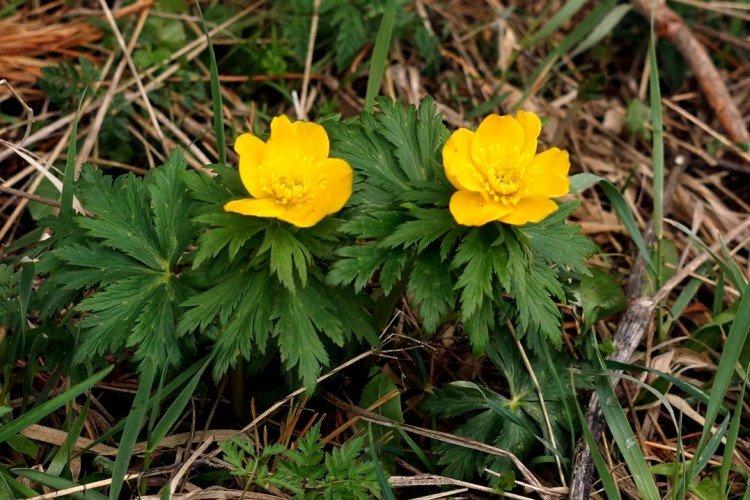 Купальница – фото