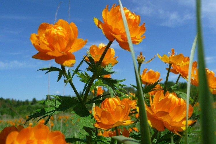 Азиатская купальница