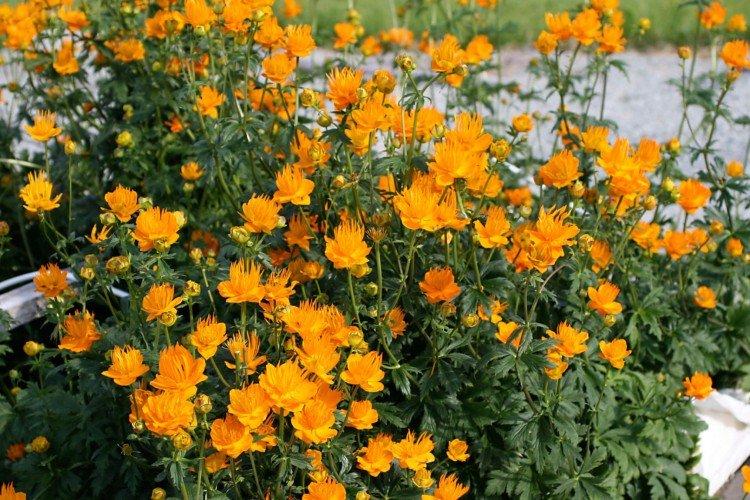 Купальница – фото