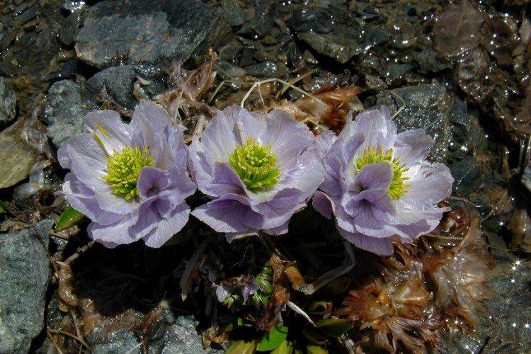 Лиловая купальница