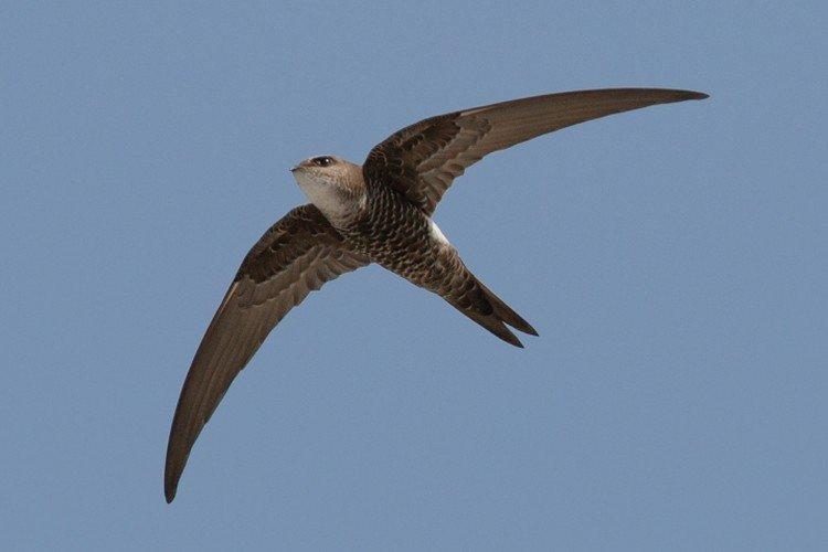 Внешний вид стрижа