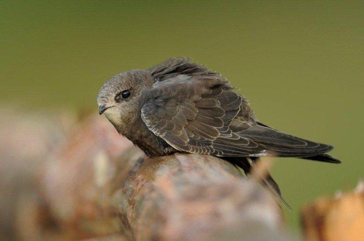 Места обитания стрижей