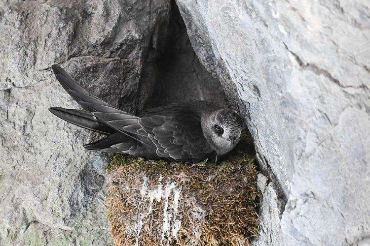 Размножение стрижей