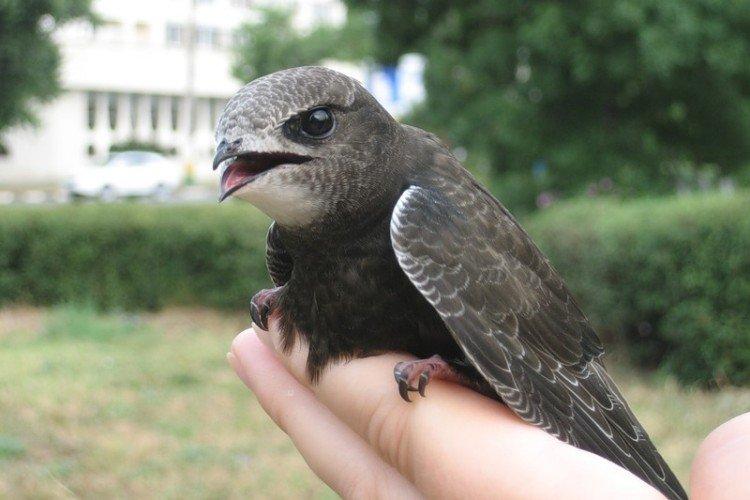 Стриж – фото птицы