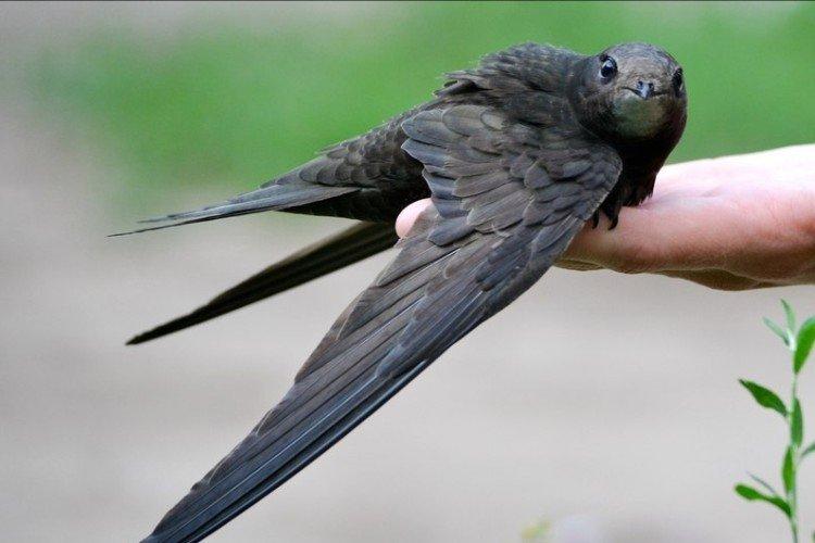 Стриж – фото птицы