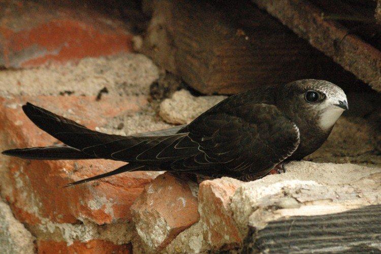 Стриж – фото птицы