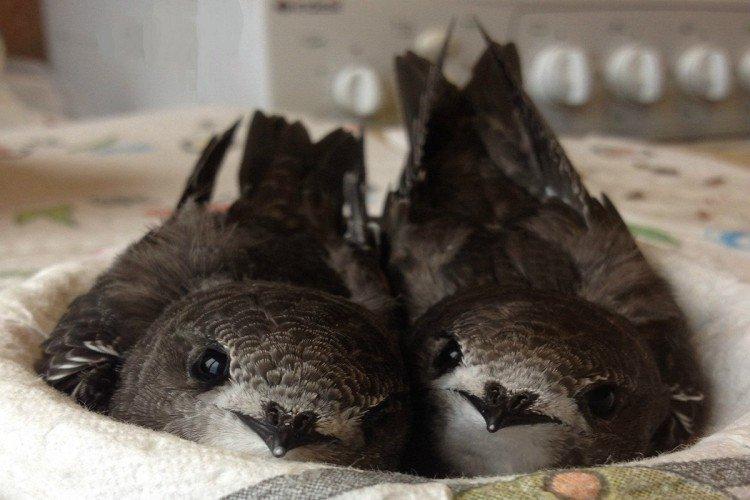 Стриж – фото птицы