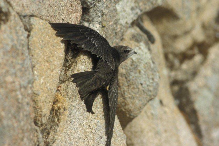 Стриж – фото птицы