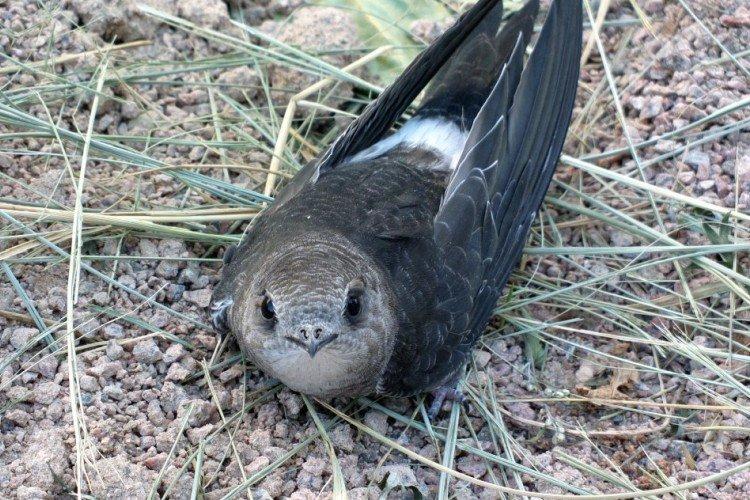 Стриж – фото птицы