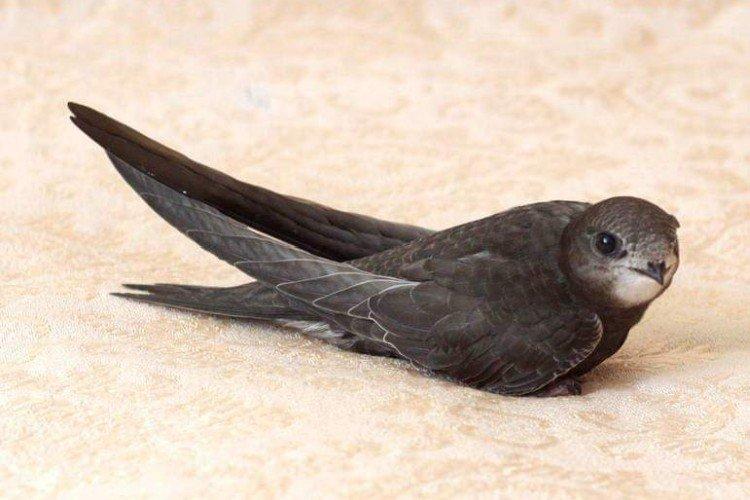 Черный стриж