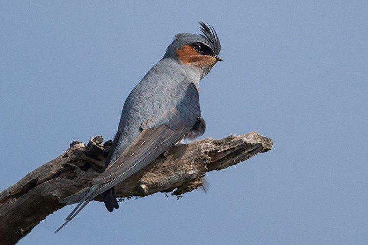 Древесный стриж