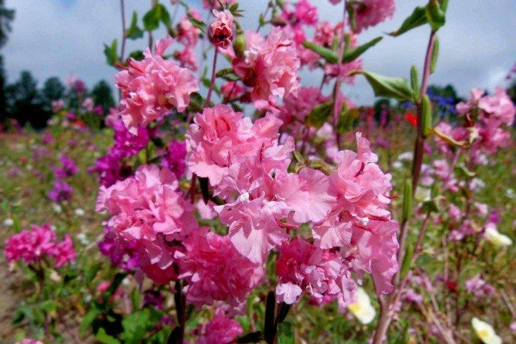 Общая информация