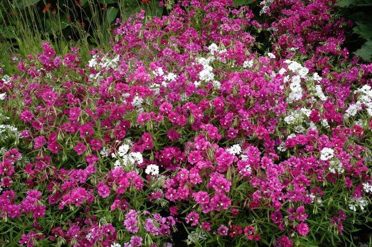 Кларкия – фото