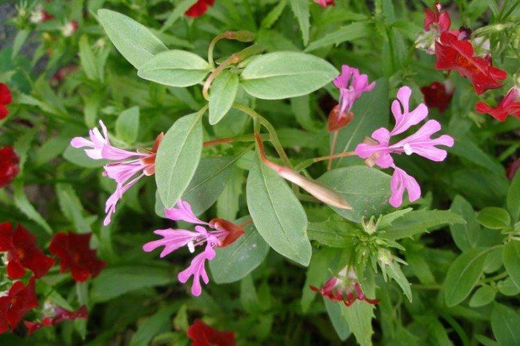 Кларкия – фото