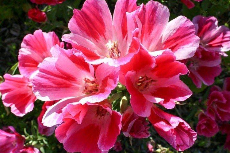 Кларкия – фото